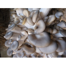 Мицелий Вешенки обыкновенной / серой (Pleurotus sajor-caju) Мицелий Вешенки обыкновенной / серой (Pleurotus sajor-caju)